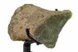 Hadrosaur (Brachylophosaur) Toe Bone - Montana #135463-6